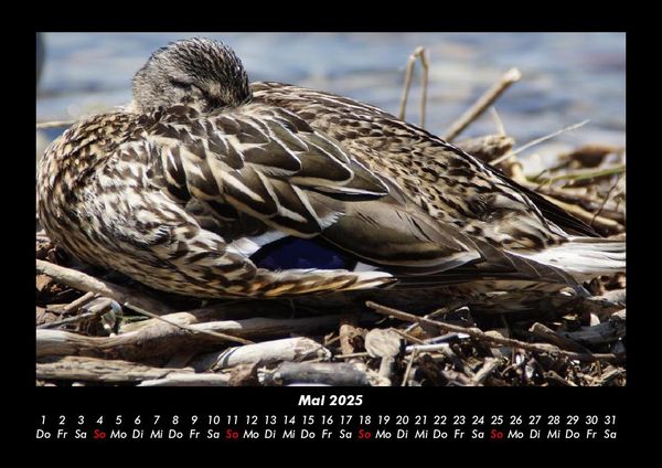 Produktbild: Enten 2025 Fotokalender DIN A3