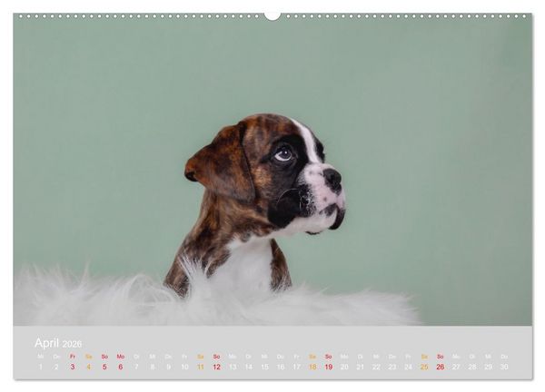 Produktbild: Boxer Welpen einfach zuckers&uuml;&szlig; (hochwertiger Premium Wandkalender 2026 DIN A2 quer), Kunstdruck in Hochglanz