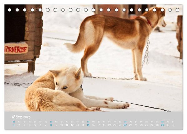 Produktbild: Alaskan Huskies (Tischkalender 2026 DIN A5 quer), CALVENDO Monatskalender
