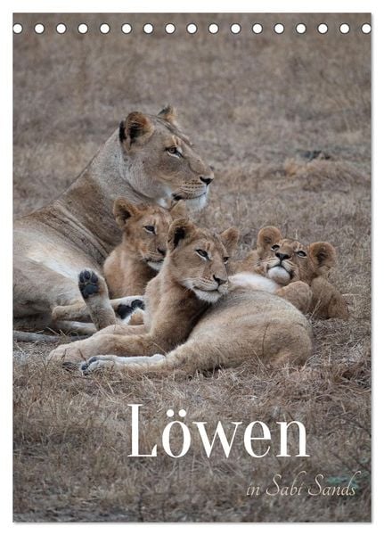 Produktbild: L&ouml;wen in Sabi Sands (Tischkalender 2026 DIN A5 hoch), CALVENDO Monatskalender