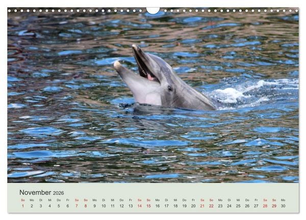 Produktbild: Die Welt der Delphine (Wandkalender 2026 DIN A3 quer), CALVENDO Monatskalender