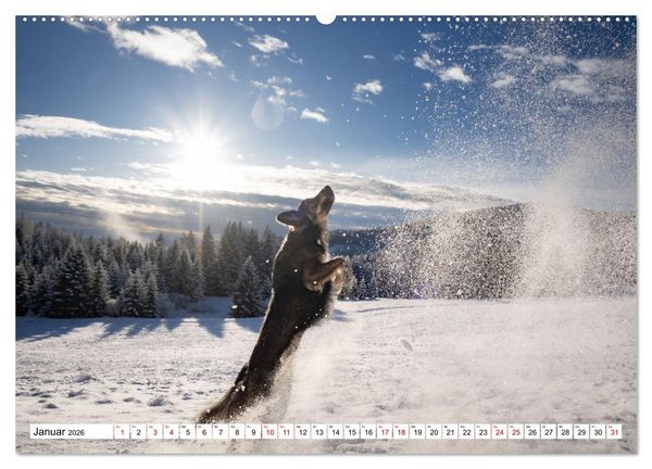 Produktbild: Ein Hundejahr in Bildern (hochwertiger Premium Wandkalender 2026 DIN A2 quer), Kunstdruck in Hochglanz