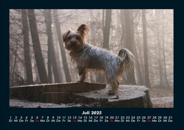 Produktbild: Hunde 2025 Fotokalender DIN A4