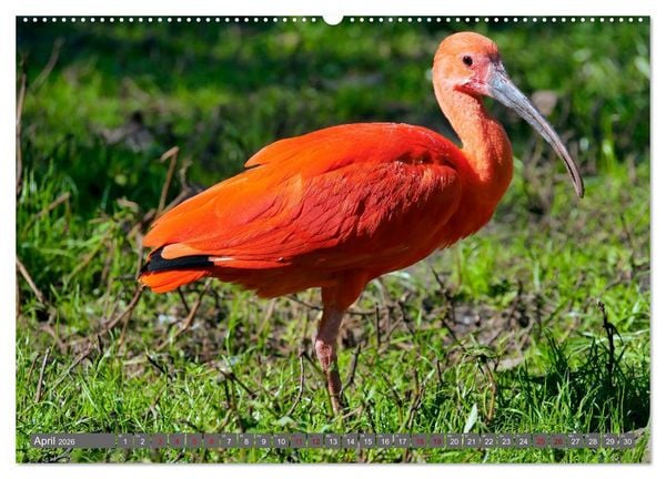 Produktbild: Weltvogelpark Walsrode - Die Vielfalt der Vogelarten (Wandkalender 2026 DIN A2 quer), CALVENDO Monatskalender
