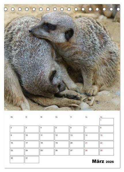 Produktbild: Niedliche Erdm&auml;nnchen (Tischkalender 2026 DIN A5 hoch), CALVENDO Monatskalender