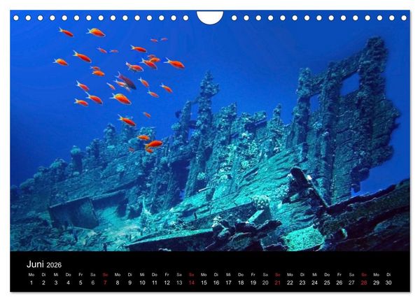 Produktbild: Meeres Sch&ouml;nheiten (Wandkalender 2026 DIN A4 quer), CALVENDO Monatskalender