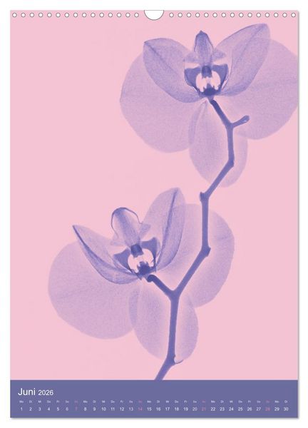 Produktbild: Durchleuchtete Blumenwelt 2026 (Wandkalender 2026 DIN A3 hoch), CALVENDO Monatskalender