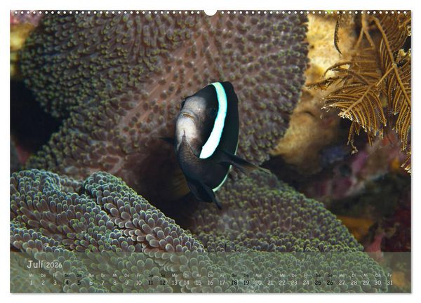 Produktbild: Anemonenfische - Streitbare Gesellen (Wandkalender 2026 DIN A2 quer), CALVENDO Monatskalender
