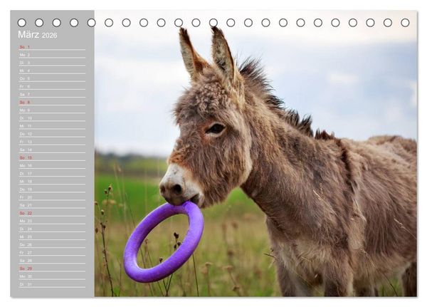 Produktbild: Kleiner Esel. Boldewyn mit seinen Freunden (Tischkalender 2026 DIN A5 quer), CALVENDO Monatskalender