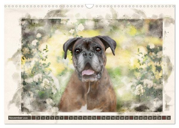 Produktbild: Boxer Photo&Kunst (Wandkalender 2026 DIN A3 quer), CALVENDO Monatskalender