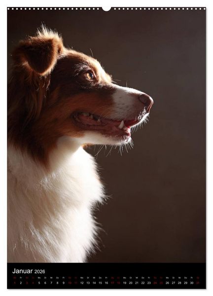 Produktbild: Geliebte Aussies - Australian Shepherds im Portrait (hochwertiger Premium Wandkalender 2026 DIN A2 hoch), Kunstdruck in Hochglanz
