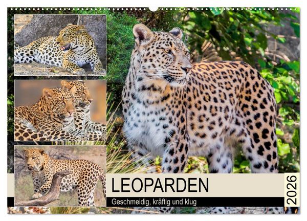 Produktbild: Leoparden. Geschmeidig, kr&auml;ftig und klug (Wandkalender 2026 DIN A2 quer), CALVENDO Monatskalender