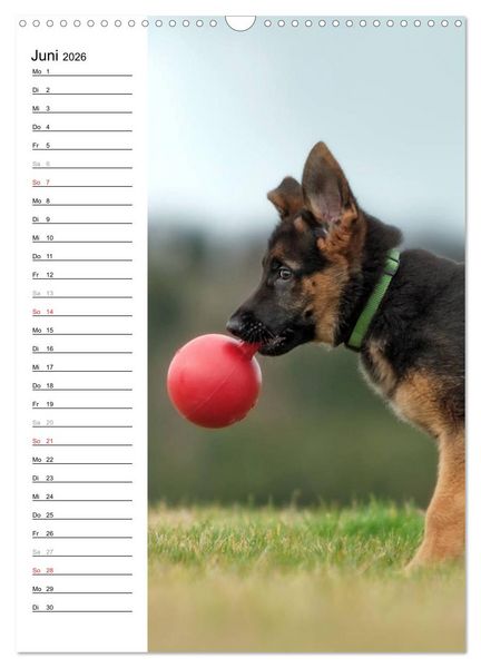 Produktbild: Deutscher Sch&auml;ferhund - unser bester Freund (Wandkalender 2026 DIN A3 hoch), CALVENDO Monatskalender
