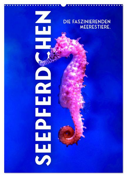 Produktbild: Seepferdchen - Die faszinierende Meerestiere. (Wandkalender 2026 DIN A2 hoch), CALVENDO Monatskalender