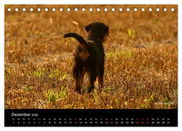Produktbild: Airedale Terrier Welpen (Tischkalender 2026 DIN A5 quer), CALVENDO Monatskalender