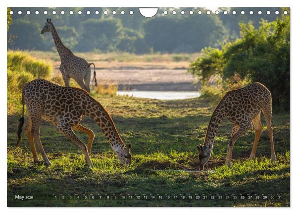 Produktbild: Zambia (Wall Calendar 2026 DIN A4 landscape), CALVENDO 12 Month Wall Calendar