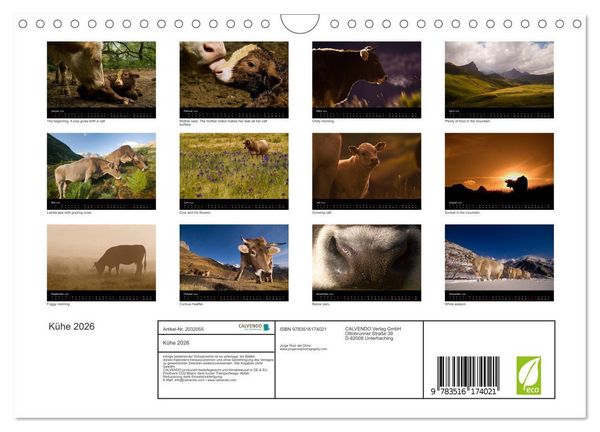 Produktbild: K&uuml;he 2026 (Wandkalender 2026 DIN A4 quer), CALVENDO Monatskalender