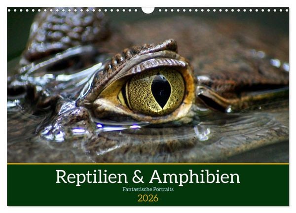 Reptilien & Amphibien Portraits (Wandkalender 2026 DIN A3 quer), CALVENDO Monatskalender
