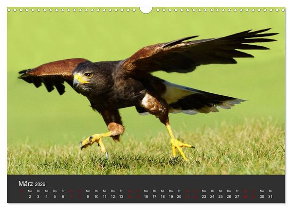 Produktbild: Faszination der Greifv&ouml;gel und Geier (Wandkalender 2026 DIN A3 quer), CALVENDO Monatskalender