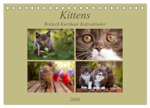 Produktbild: Kittens - Britisch Kurzhaar Katzenkinder (Tischkalender 2026 DIN A5 quer), CALVENDO Monatskalender