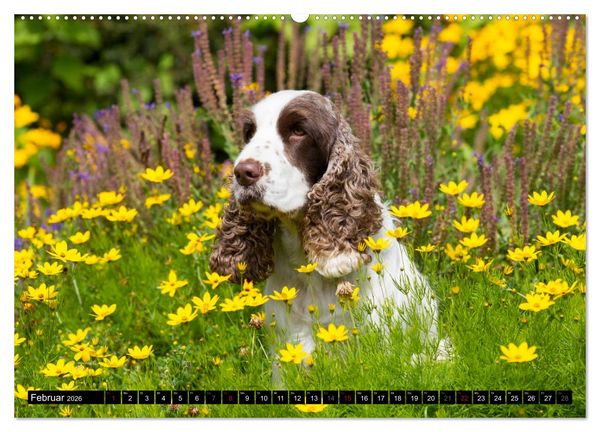Produktbild: English Cocker Spaniel - Fr&ouml;hliche Gesellen (Wandkalender 2026 DIN A2 quer), CALVENDO Monatskalender