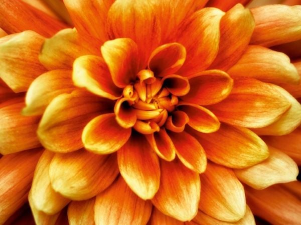 Produktbild: CALVENDO Puzzle Flalming | 1000 Teile Lege-Gr&ouml;&szlig;e 64x48cm Foto-Puzzle f&uuml;r gl&uuml;ckliche Stunden