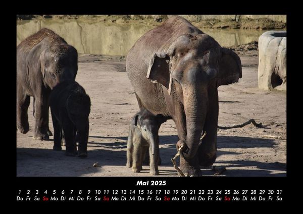Produktbild: Elefanten - Die sanften Riesen Afrikas 2025 Fotokalender DIN A3