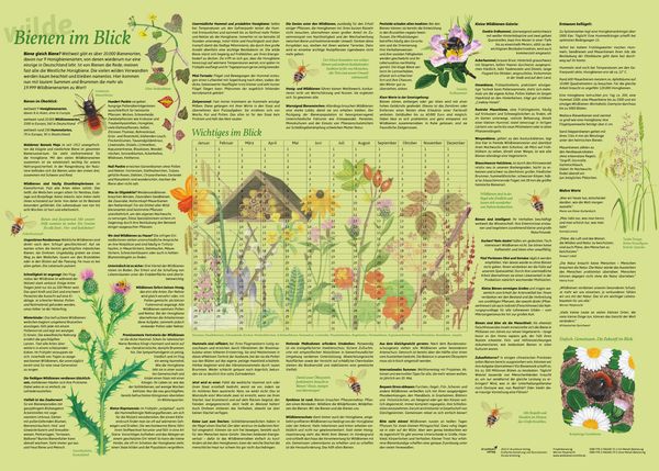 Produktbild: Erlebnisposter "Bienen im Blick"