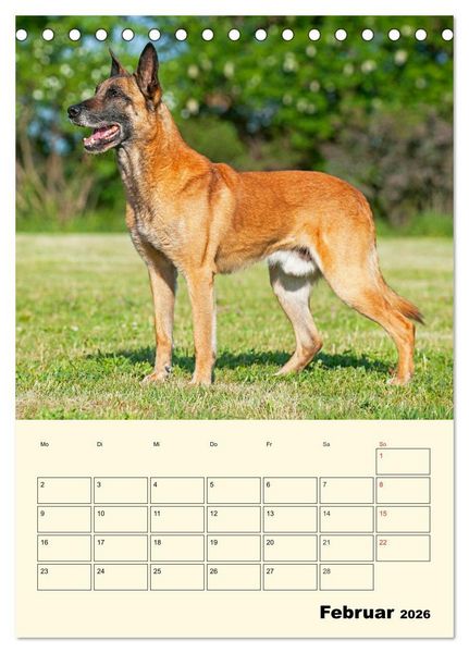 Produktbild: Familienplaner Tausendsassa Malinois (Tischkalender 2026 DIN A5 hoch), CALVENDO Monatskalender