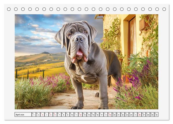 Produktbild: Mastino Napoletano. Die gelassenen Molosser mit antiken Vorfahren (Tischkalender 2026 DIN A5 quer), CALVENDO Monatskalender