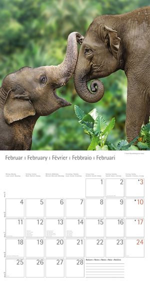 Produktbild: Elefanten - T & C-Kalender 2013