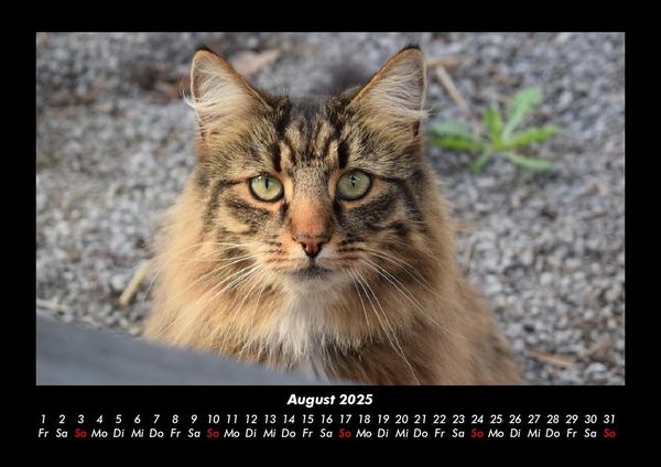 Produktbild: F&uuml;r Katzenfreunde 2025 Fotokalender DIN A3