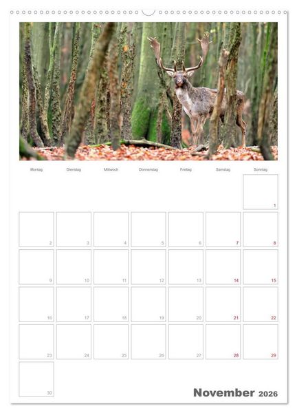 Produktbild: Rehe & Co / Planer (Wandkalender 2026 DIN A2 hoch), CALVENDO Monatskalender