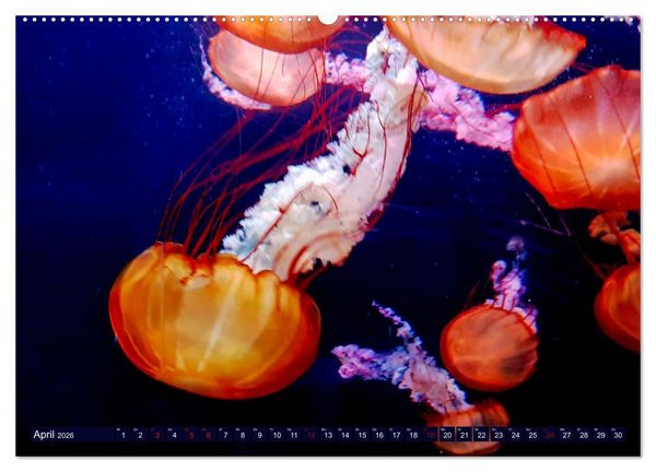 Produktbild: In der Welt der Medusen (Wandkalender 2026 DIN A2 quer), CALVENDO Monatskalender