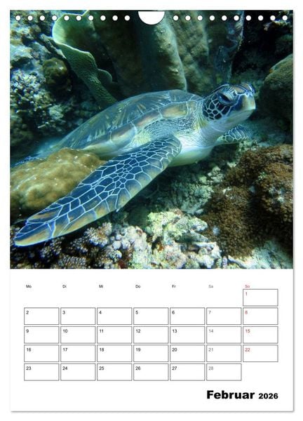 Produktbild: Zauberwelt. Fische, Korallen und Co. (Wandkalender 2026 DIN A4 hoch), CALVENDO Monatskalender