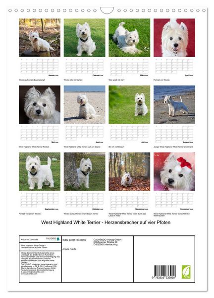 Produktbild: West Highland White Terrier - Herzensbrecher auf vier Pfoten (Wandkalender 2026 DIN A3 hoch), CALVENDO Monatskalender