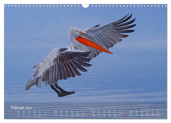 Produktbild: Pelikan-Kalender (Wandkalender 2026 DIN A3 quer), CALVENDO Monatskalender