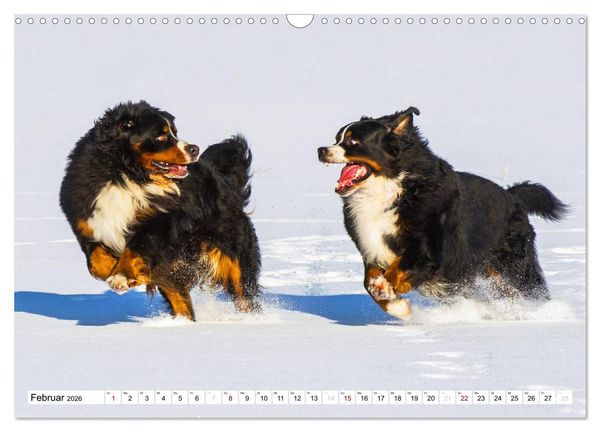 Produktbild: Faszinierende Sch&ouml;nheit Berner Sennenhund (Wandkalender 2026 DIN A3 quer), CALVENDO Monatskalender