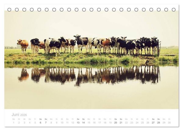 Produktbild: Polderlandschaften in Holland (Tischkalender 2026 DIN A5 quer), CALVENDO Monatskalender