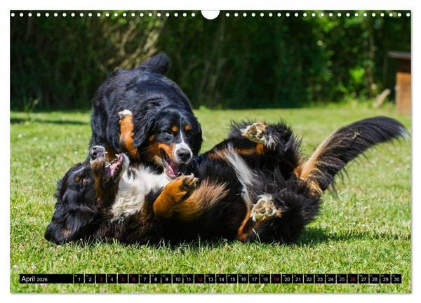 Produktbild: Berner Sennenhunde in Action (Wandkalender 2026 DIN A3 quer), CALVENDO Monatskalender