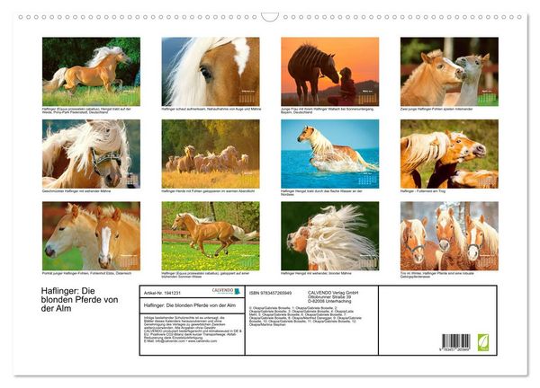 Produktbild: Haflinger: Die blonden Pferde von der Alm (Wandkalender 2026 DIN A2 quer), CALVENDO Monatskalender