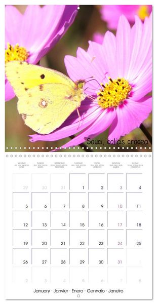 Produktbild: D&eacute;licats Papillons de nos r&eacute;gions, de France et d'Europe (Calendrier mural carr&eacute; 2026 30x30 cm) Calendrier double avec une page pour vos prises de notes