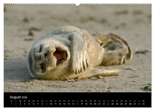 Produktbild: Faszination Kegelrobben und Seehunde 2026 (hochwertiger Premium Wandkalender 2026 DIN A2 quer), Kunstdruck in Hochglanz