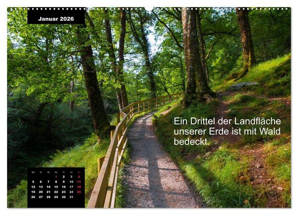 Produktbild: Schlaumeier-Kalender - Thema: Wald (Wandkalender 2026 DIN A2 quer), CALVENDO Monatskalender