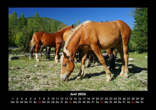 Produktbild: Pferde Kalender 2026 Fotokalender DIN A3