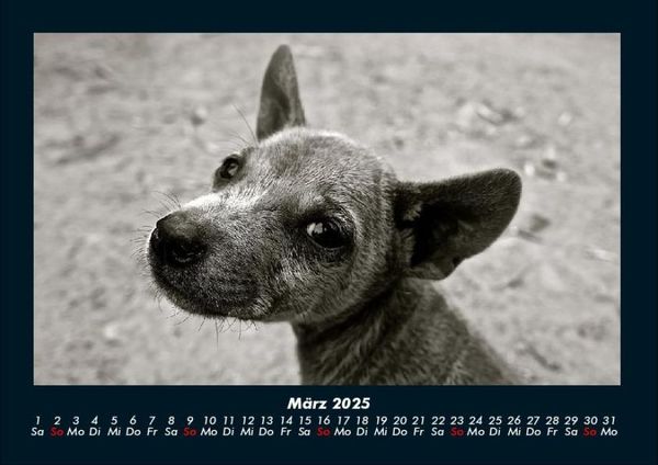 Produktbild: Welpen 2025 Fotokalender DIN A4