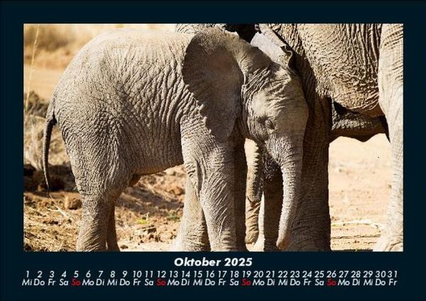 Produktbild: Elefanten - Die sanften Riesen Afrikas 2025 Fotokalender DIN A5