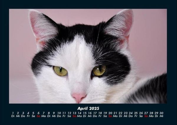 Produktbild: Katzen 2025 Fotokalender DIN A4