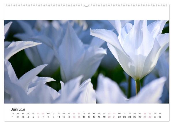 Produktbild: Zauberhafte Tulpen (Wandkalender 2026 DIN A2 quer), CALVENDO Monatskalender