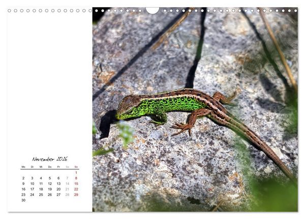 Produktbild: Eidechsen, flinke R&auml;uber (Wandkalender 2026 DIN A3 quer), CALVENDO Monatskalender